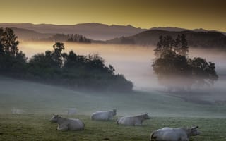 Картинка природа, коровы, туман, скот