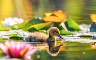 Картинка птенцы, утки, водяные лилии, утёнок, цветы, водоем, отражение, боке