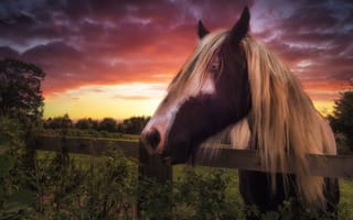 Картинка закат, забор, конь