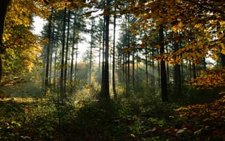 Картинка осень, лес, свет, ветки, солнце, заросли, лучи, деревья