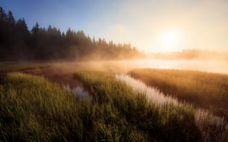 Картинка лес, трава, туман, утро, ели, озеро, берег, рассвет
