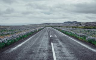 Картинка дорога, поле, Iceland, цветы, South, Rangárvallahreppur