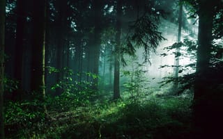 Картинка зелень, лес, деревья, заросли, туман, свет, лето