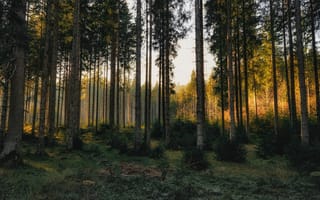 Картинка лес, деревья, сосна, сосновый бор