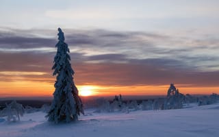 Картинка закат, зима, дерево