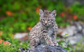 Картинка природа, камни, детёныш, сидит, рысь, котёнок, малыш, боке