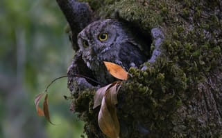 Картинка осень, взгляд, дупло, деревья, листок, сова