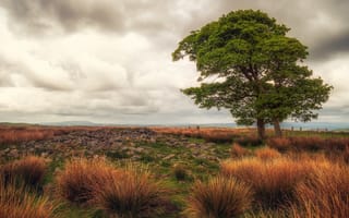 Картинка поле, осень, камни, деревья, небо, трава, простор