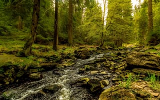 Картинка зелень, лес, камни, берег, заросли, деревья, ручей, поток