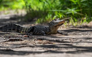 Картинка трава, взгляд, крокодил