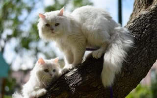 Картинка кошки, кошка, котёнок, дерево