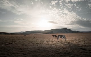 Картинка поле, природа, кони