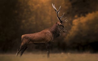 Картинка осень, лес, рога, поза, природа, профиль, олень, красавец