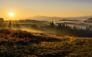 Картинка поле, осень, лес, трава, пейзаж, лучи, солнце, свет