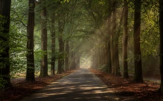Картинка дорога, лучи, Нидерланды, деревья, аллея