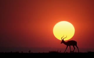 Картинка Солнце, sun, savannah, Renee Doyle, саванна, антилопа, antelope
