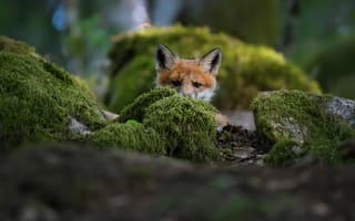 Картинка fox, лисенок, Christian Lindsten