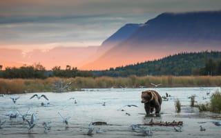 Картинка лес, вода, рассвет, птица, туман, чайки, горы, берег