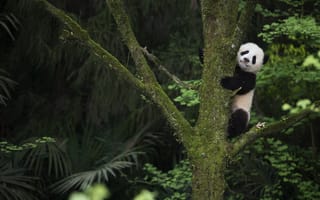 Картинка лес, взгляд, поза, малыш, листва, пальмы, ветки, деревья