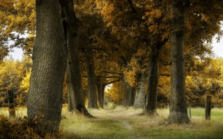 Обои дорога, деревья, осень