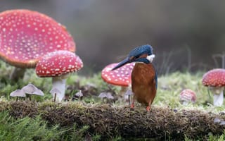 Картинка природа, грибы, птица