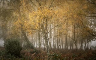 Картинка осень, туман, лес