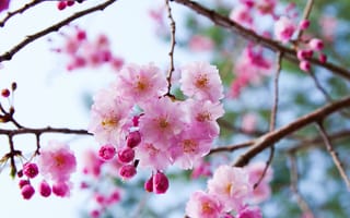 Обои ветки, вишня, сакура, боке, цветение, цветки, бутончики