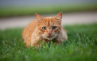 Картинка кошка, рыжий, трава, кот, взгляд, мордочка, котейка