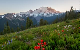 Картинка цветы, горы, природа, травы, деревья, Mount Rainier, национальный парк, склон