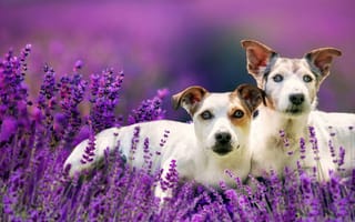 Обои цветы, боке, две собаки, лаванда, парочка