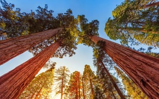 Картинка небо, деревья, Калифорния, мамонтово дерево, США, веллингтония, секвойядендрон гигантский, Национальный парк Секвойя
