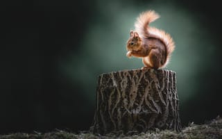 Картинка природа, темный, белка, пень, поляна, профиль, сидит