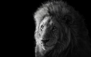 Обои лев, king of the animals, Lion, царь зверей, James Cai