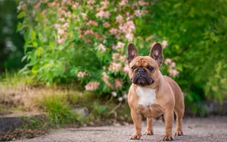 Картинка французский бульдог, собака, бульдог