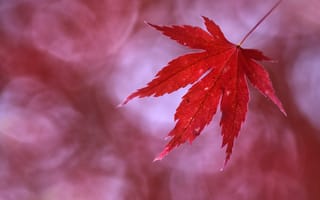 Картинка осень, leaf, autumn, лист, Anna Zuidema