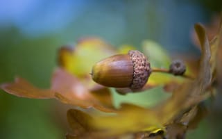 Картинка листья, желудь, acorn, leaves, Jacky Parker