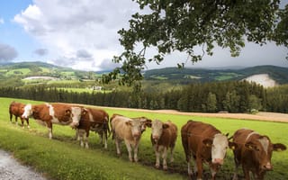 Картинка поле, коровы, стадо, пастбище, стадо коров, луг, много