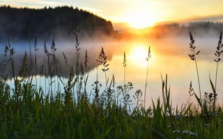 Картинка лес, трава, свет, туман, озеро, природа, солнце, роса