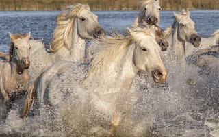 Картинка животные, вода, кони, лошади, брызги, природа