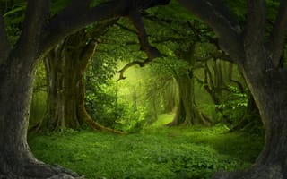 Картинка лес, деревья, ствол