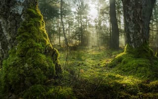Картинка лес, деревья, мох