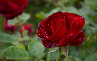 Картинка зелень, лето, цветы, капли, розы, листья, природа