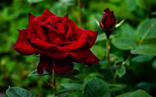 Картинка лето, листья, бутон, природа, роза, цветы, капли