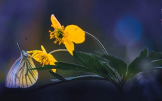 Картинка листья, макро, боке, бабочка, цветы, природа
