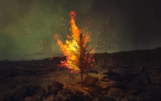 Картинка лес, птицы, Ricardo Da Cunha, дерево, forest, birds, fire, огонь, wood