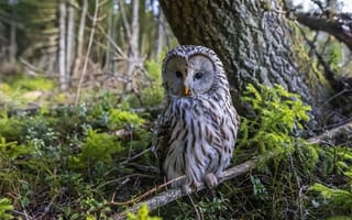 Картинка лес, деревья, птица, ветки, сова, неясыть