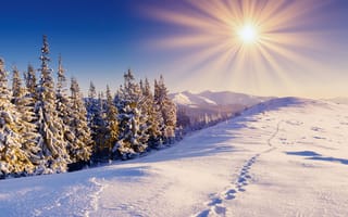 Картинка лес, снег, горы, солнце, следы, зима, небо