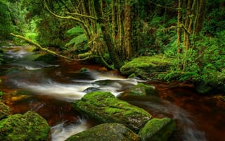 Картинка лес, река, Тасмания, Franklin-Gordon Wild Rivers National Park, Австралия, Национальный парк Франклин-Гордон Уайлд Риверс
