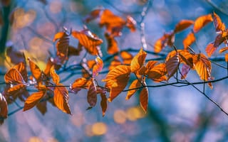 Картинка осень, свет, боке, осенние листья, желтый, голубой, ветки, оранжевый