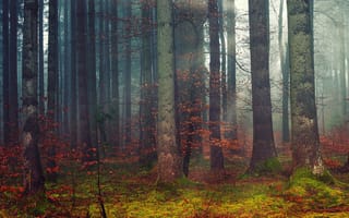 Картинка осень, лес, ствол, деревья, ветки, туман, листва, утро